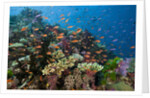 Lyretail Anthias (Pseudanthias squamipinnis) in Coral Reef by Anonymous