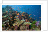 Lyretail Anthias (Pseudanthias squamipinnis) in Coral Reef by Anonymous