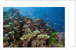 Lyretail Anthias (Pseudanthias squamipinnis) in Coral Reef by Anonymous