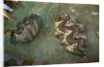 Giant Clam Farm by Anonymous
