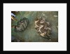 Giant Clam Farm by Anonymous