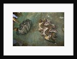 Giant Clam Farm by Anonymous