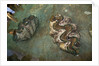 Giant Clam Farm by Anonymous
