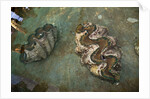 Giant Clam Farm by Anonymous