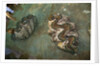 Giant Clam Farm by Anonymous