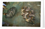 Giant Clam Farm by Anonymous