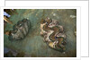 Giant Clam Farm by Anonymous