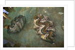 Giant Clam Farm by Anonymous