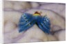 Blue Christmas Tree Worm (Spirobranchus giganteus) by Anonymous