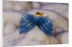 Blue Christmas Tree Worm (Spirobranchus giganteus) by Anonymous