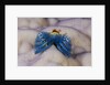 Blue Christmas Tree Worm (Spirobranchus giganteus) by Anonymous