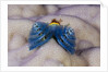 Blue Christmas Tree Worm (Spirobranchus giganteus) by Anonymous
