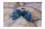 Blue Christmas Tree Worm (Spirobranchus giganteus) by Anonymous