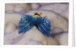 Blue Christmas Tree Worm (Spirobranchus giganteus) by Anonymous