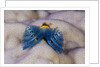 Blue Christmas Tree Worm (Spirobranchus giganteus) by Anonymous