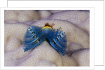 Blue Christmas Tree Worm (Spirobranchus giganteus) by Anonymous