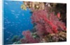 Fiji Coral Reef by Anonymous