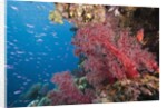 Fiji Coral Reef by Anonymous