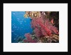 Fiji Coral Reef by Anonymous