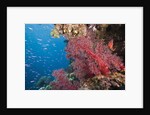 Fiji Coral Reef by Anonymous