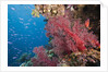 Fiji Coral Reef by Anonymous