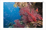 Fiji Coral Reef by Anonymous