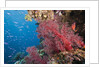 Fiji Coral Reef by Anonymous