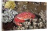 Splendid Pebble Crab (Etisus splendidus) by Anonymous