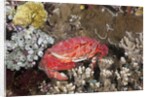 Splendid Pebble Crab (Etisus splendidus) by Anonymous