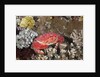 Splendid Pebble Crab (Etisus splendidus) by Anonymous