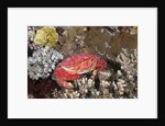 Splendid Pebble Crab (Etisus splendidus) by Anonymous