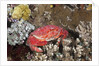 Splendid Pebble Crab (Etisus splendidus) by Anonymous