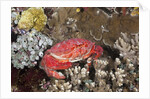 Splendid Pebble Crab (Etisus splendidus) by Anonymous
