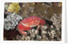 Splendid Pebble Crab (Etisus splendidus) by Anonymous