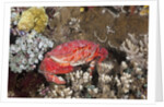 Splendid Pebble Crab (Etisus splendidus) by Anonymous