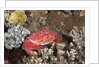Splendid Pebble Crab (Etisus splendidus) by Anonymous