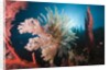 Soft Corals on reef by Anonymous