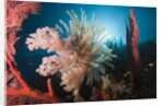 Soft Corals on reef by Anonymous