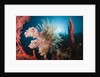 Soft Corals on reef by Anonymous