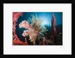 Soft Corals on reef by Anonymous