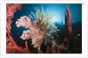 Soft Corals on reef by Anonymous