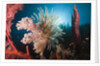 Soft Corals on reef by Anonymous