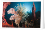 Soft Corals on reef by Anonymous