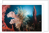 Soft Corals on reef by Anonymous