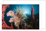 Soft Corals on reef by Anonymous