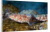 Variegated Lizardfish (Synodus variegatus) by Anonymous