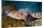 Variegated Lizardfish (Synodus variegatus) by Anonymous