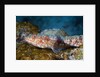 Variegated Lizardfish (Synodus variegatus) by Anonymous