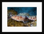 Variegated Lizardfish (Synodus variegatus) by Anonymous