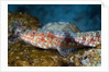 Variegated Lizardfish (Synodus variegatus) by Anonymous
